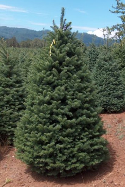 Abies procera / Nobilis: струнке хвойне дерево з симетричною кроною.